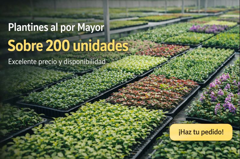 Plantines al detalle desde 5 unidades