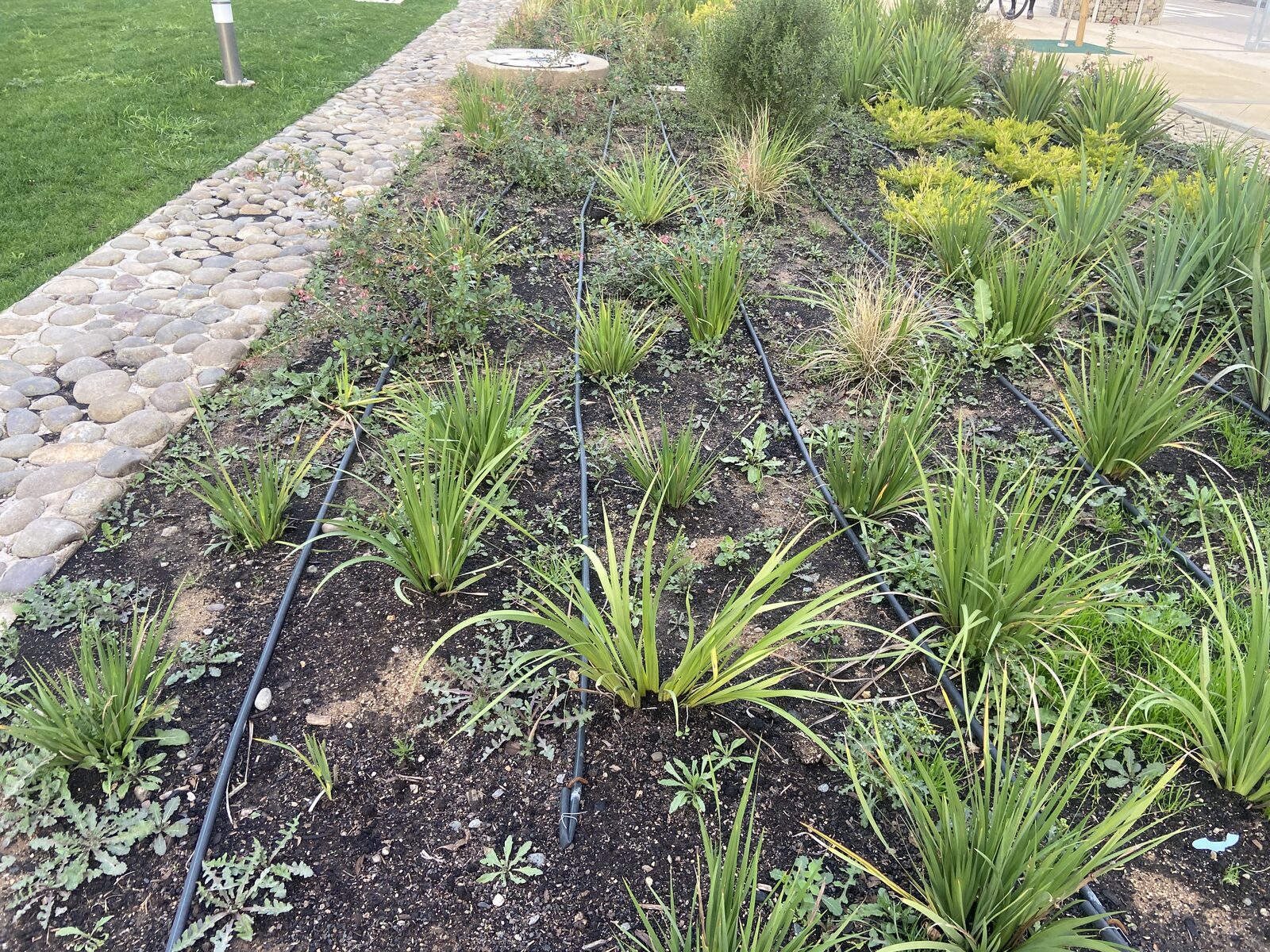 Plantas Roelplant en un espacio público — área verde con riego por goteo 01