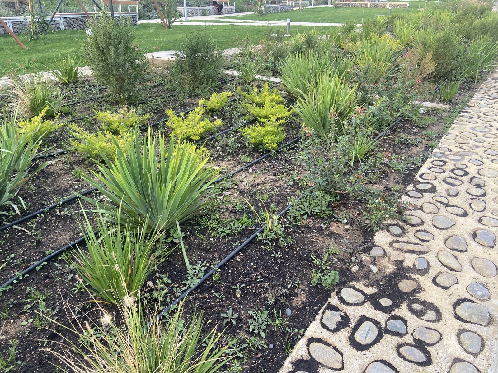 Plantas Roelplant en un espacio público — área verde con riego por goteo 02