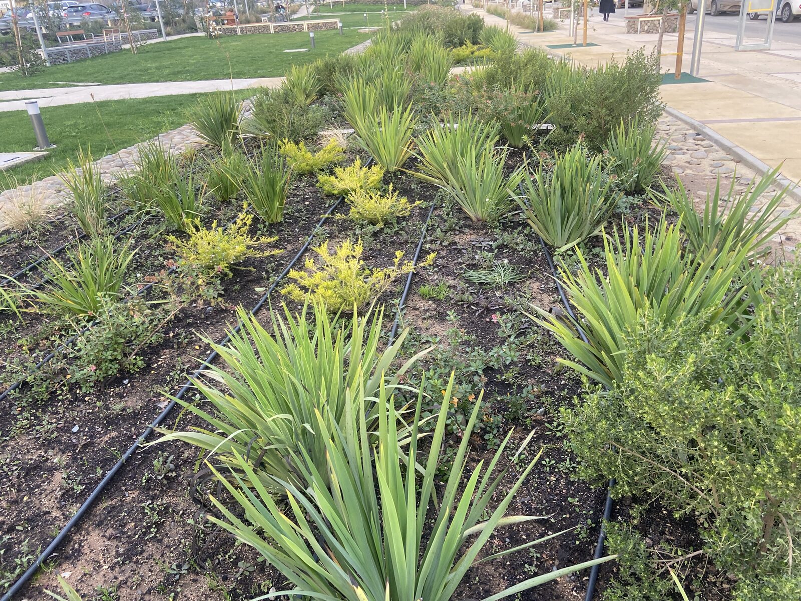 Plantas Roelplant en un espacio público — área verde con riego por goteo 03