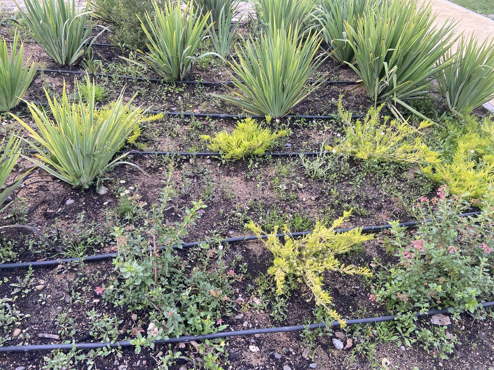 Plantas Roelplant en un espacio público — área verde con riego por goteo 04