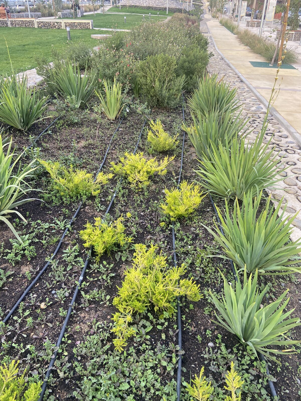 Plantas Roelplant en un espacio público — área verde con riego por goteo 05