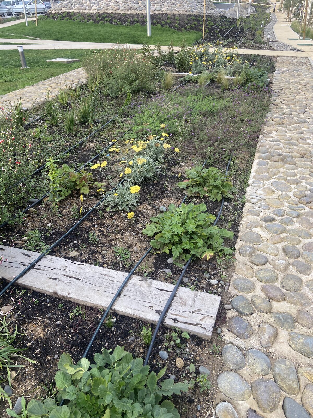 Plantas Roelplant en un espacio público — área verde con riego por goteo 07