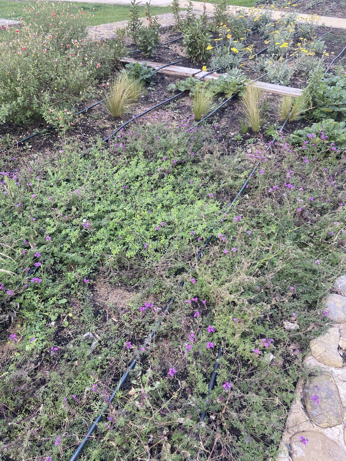 Plantas Roelplant en un espacio público — área verde con riego por goteo 08