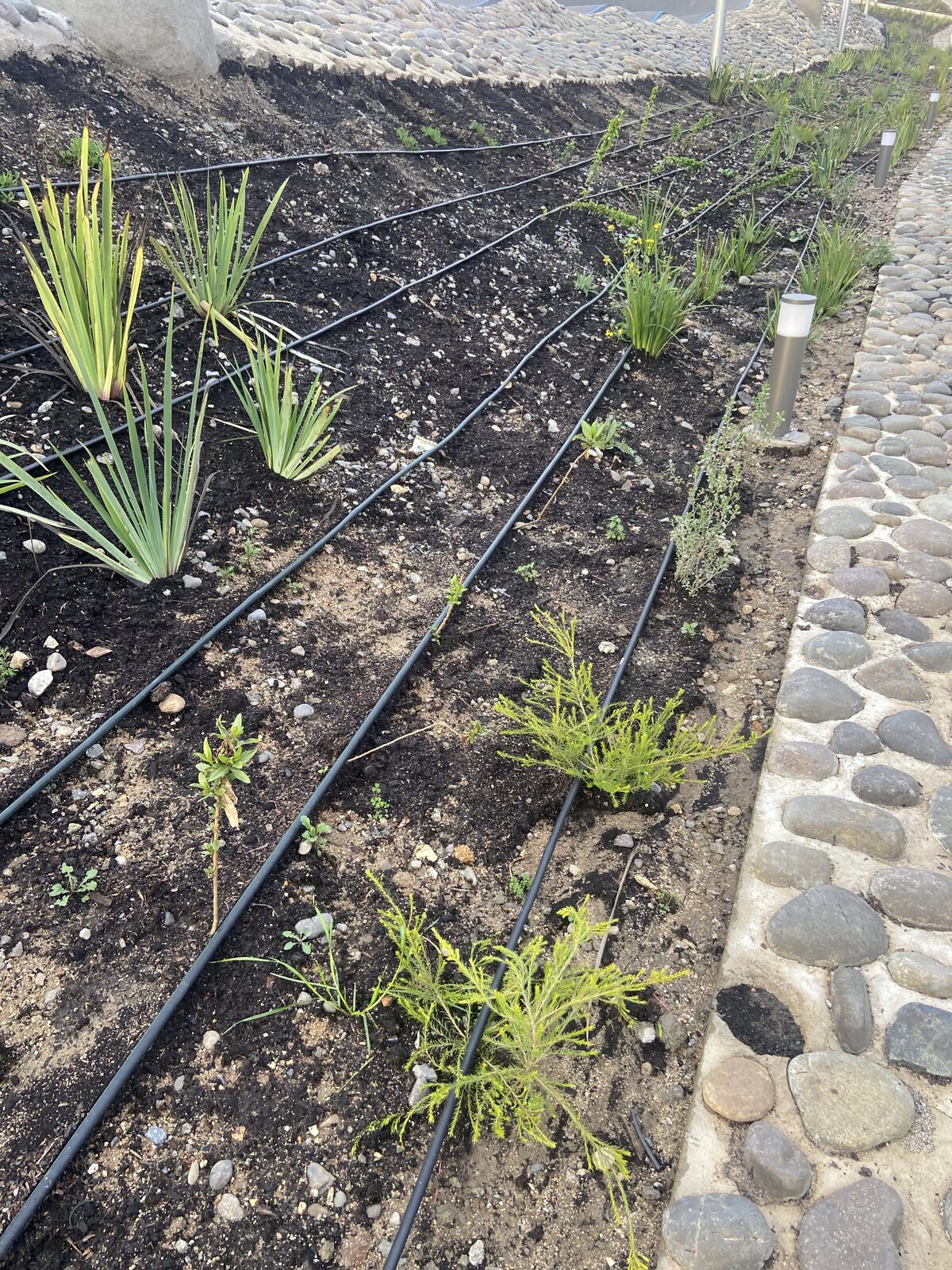 Plantas Roelplant en un espacio público — área verde con riego por goteo 09