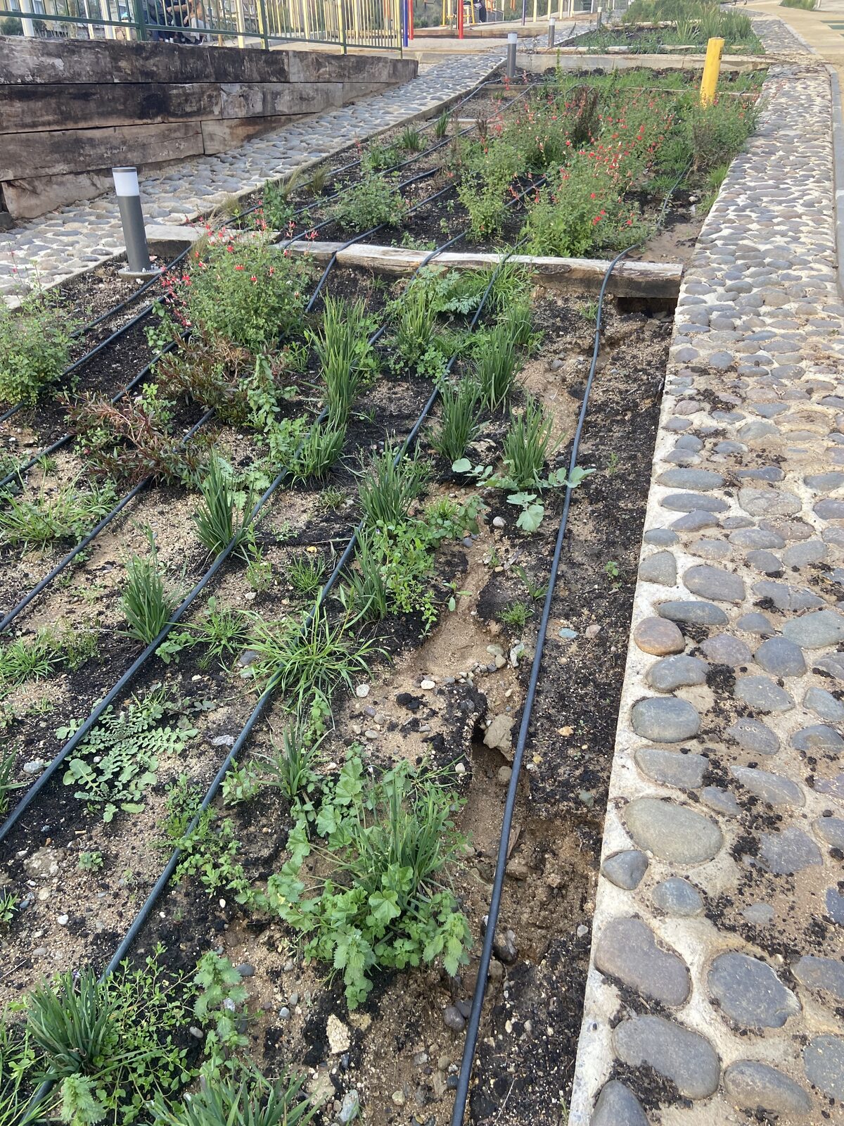 Plantas Roelplant en un espacio público — área verde con riego por goteo 12