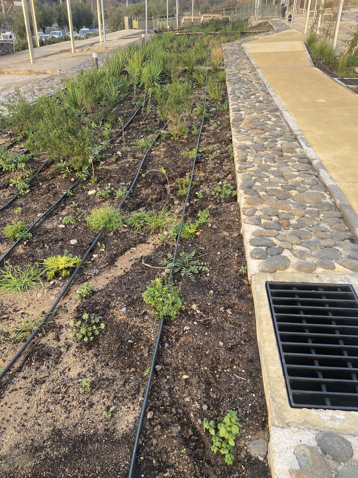 Plantas Roelplant en un espacio público — área verde con riego por goteo 13