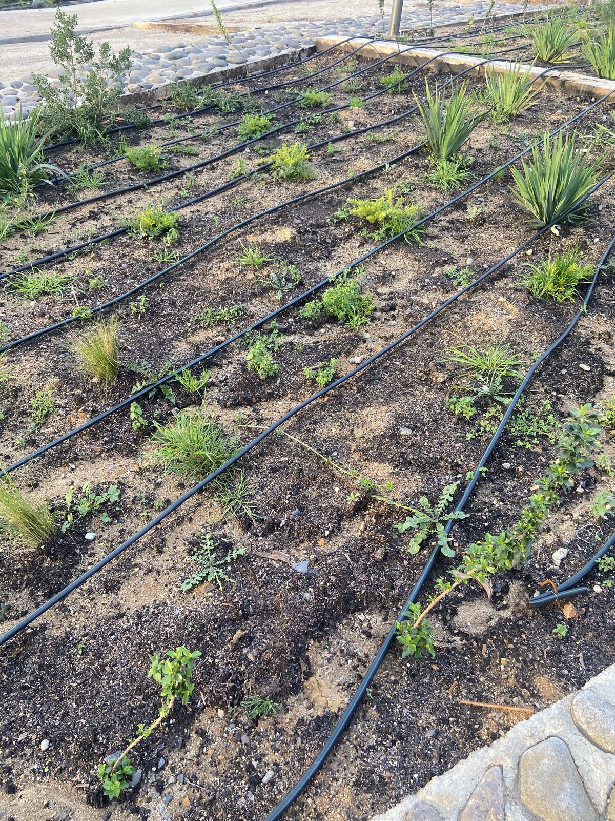Plantas Roelplant en un espacio público — área verde con riego por goteo 14