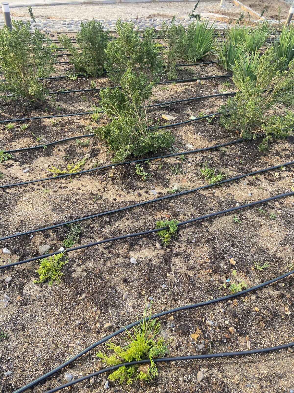 Plantas Roelplant en un espacio público — área verde con riego por goteo 15