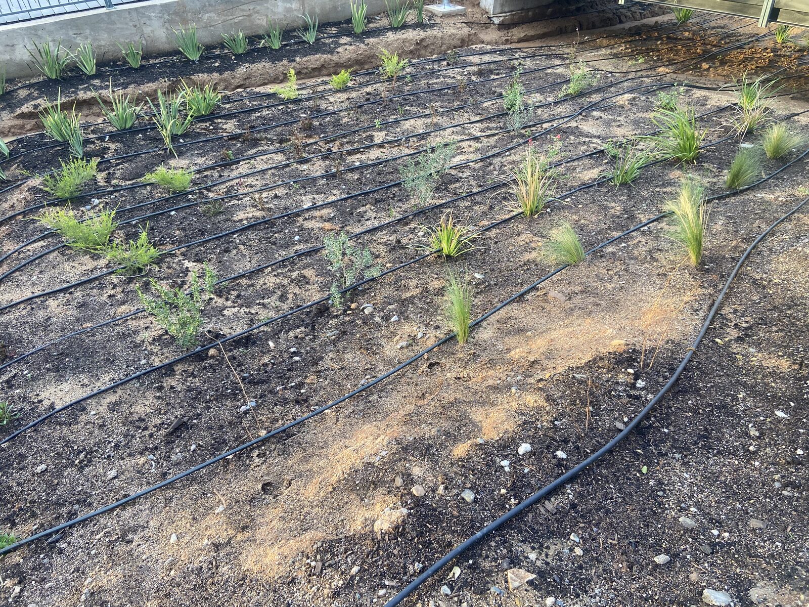 Plantas Roelplant en un espacio público — área verde con riego por goteo 16