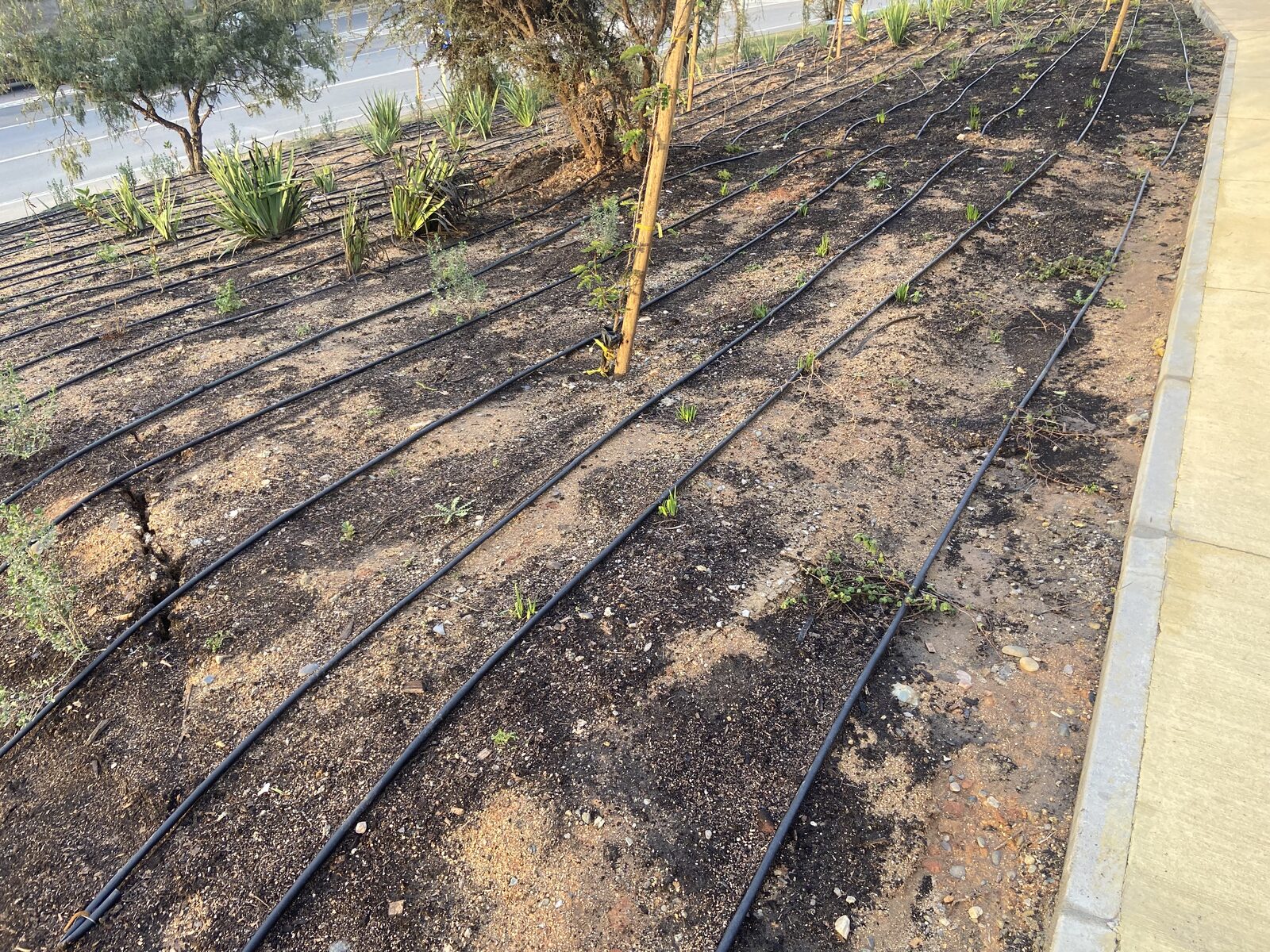 Plantas Roelplant en un espacio público — área verde con riego por goteo 17