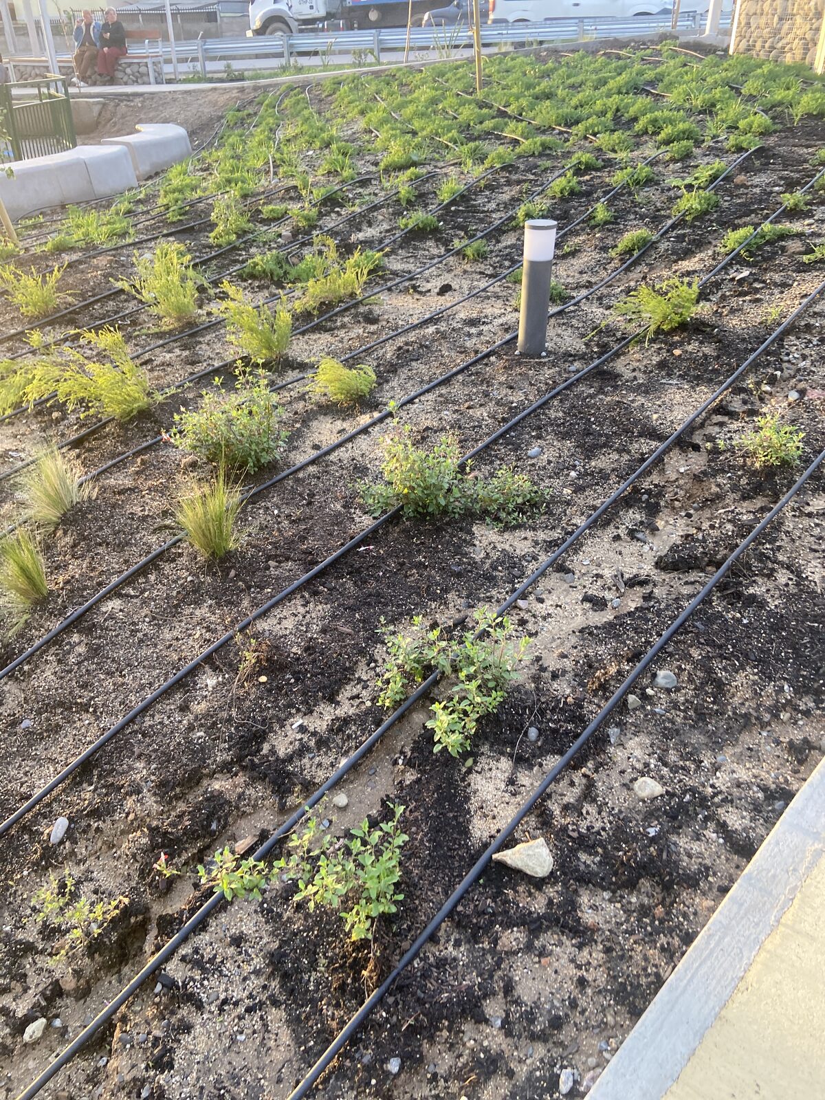Plantas Roelplant en un espacio público — área verde con riego por goteo 18