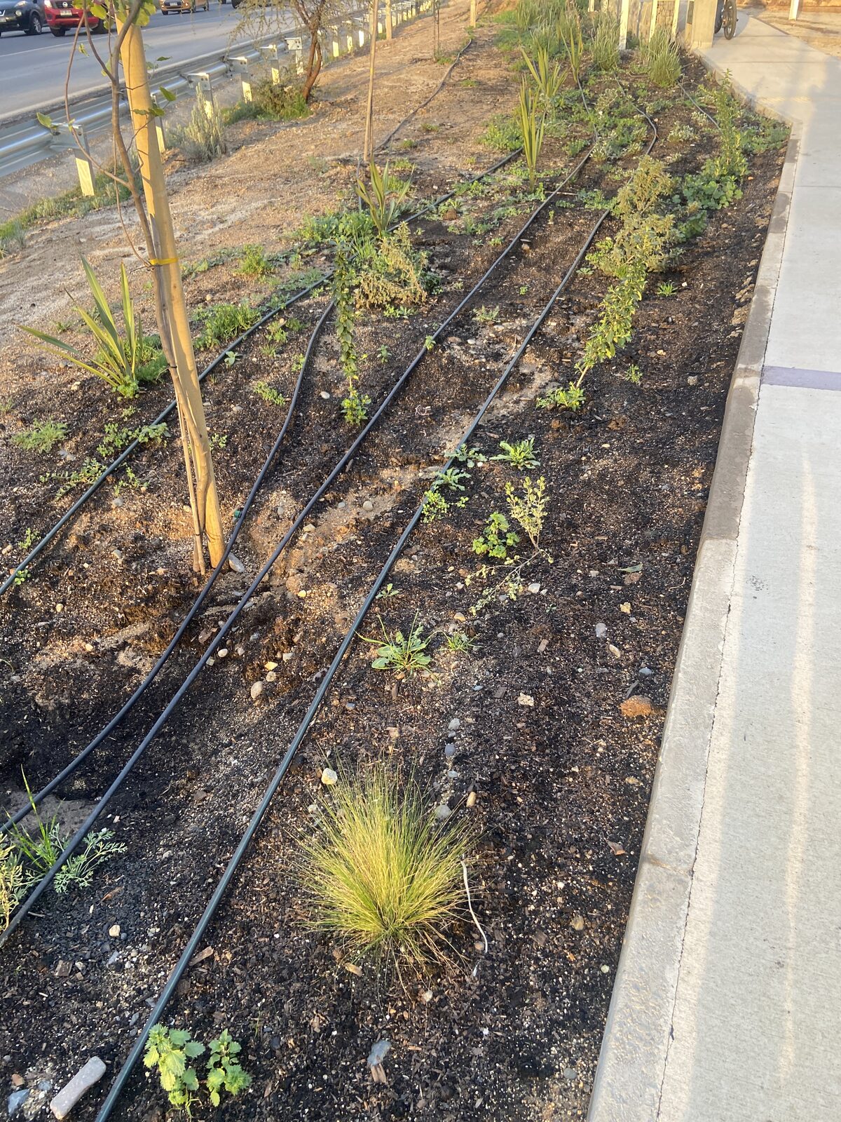 Plantas Roelplant en un espacio público — área verde con riego por goteo 19