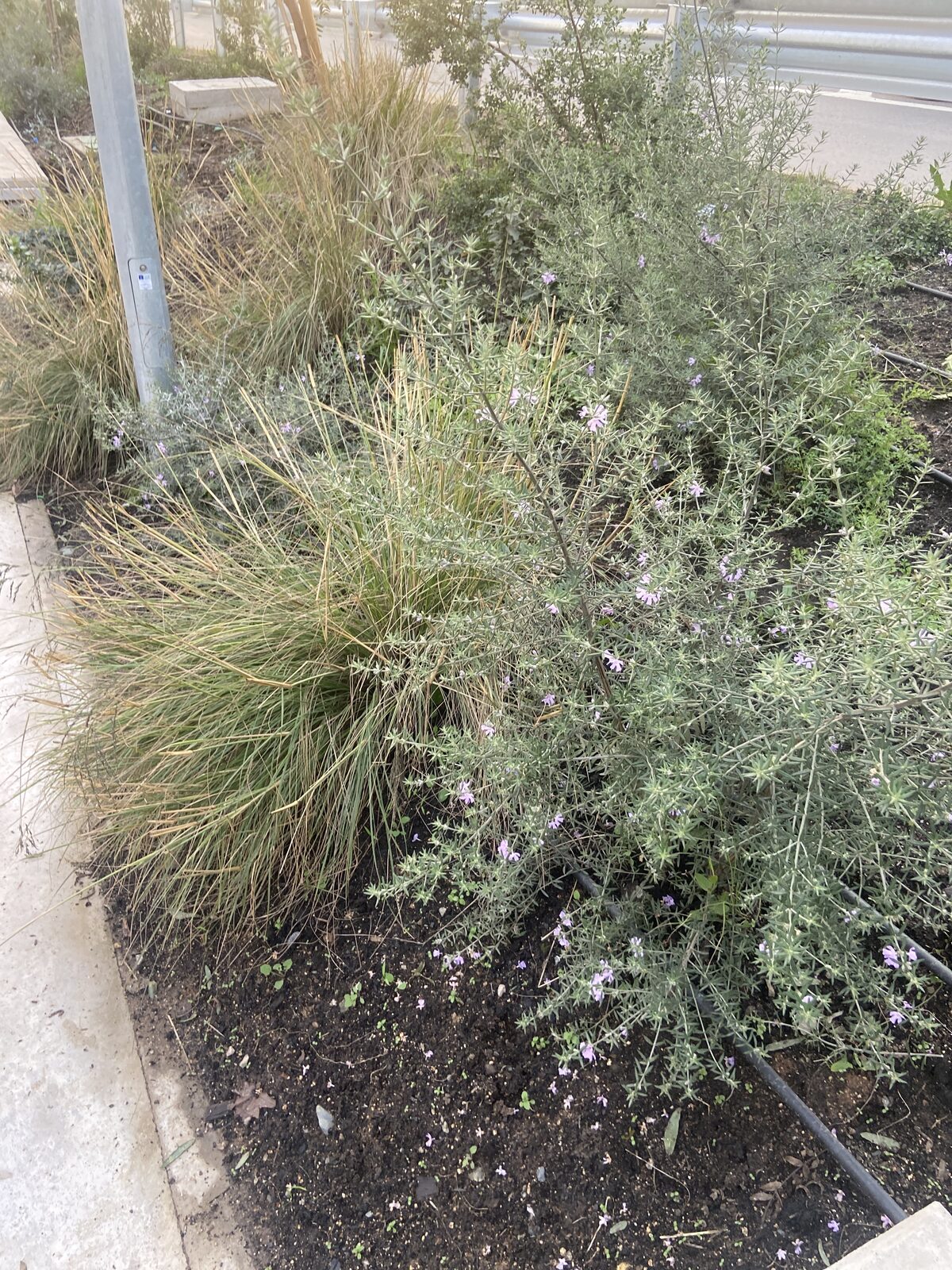 Plantas Roelplant en un espacio público — área verde con riego por goteo 20