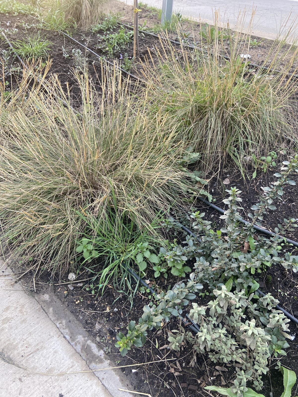 Plantas Roelplant en un espacio público — área verde con riego por goteo 21