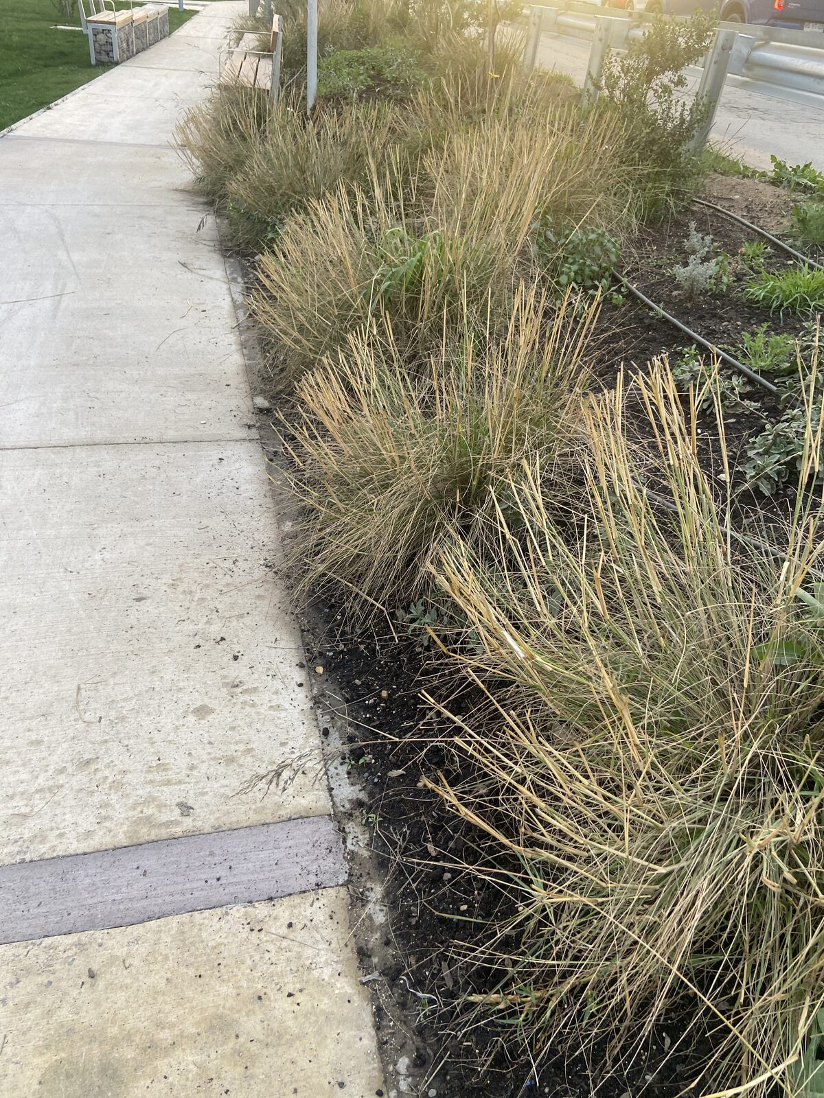 Plantas Roelplant en un espacio público — área verde con riego por goteo 22