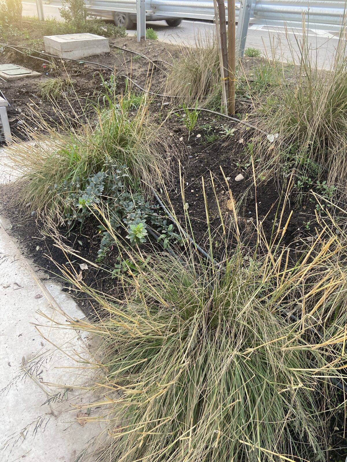 Plantas Roelplant en un espacio público — área verde con riego por goteo 23