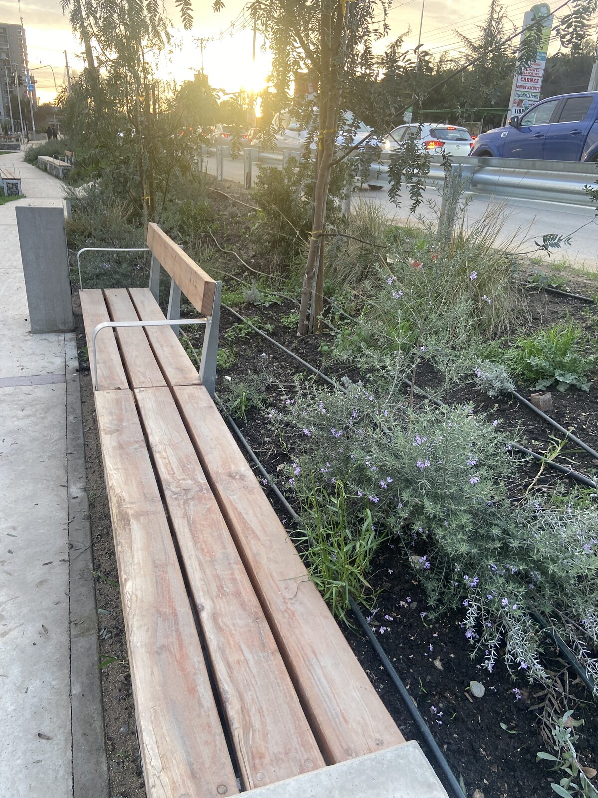 Plantas Roelplant en un espacio público — área verde con riego por goteo 24