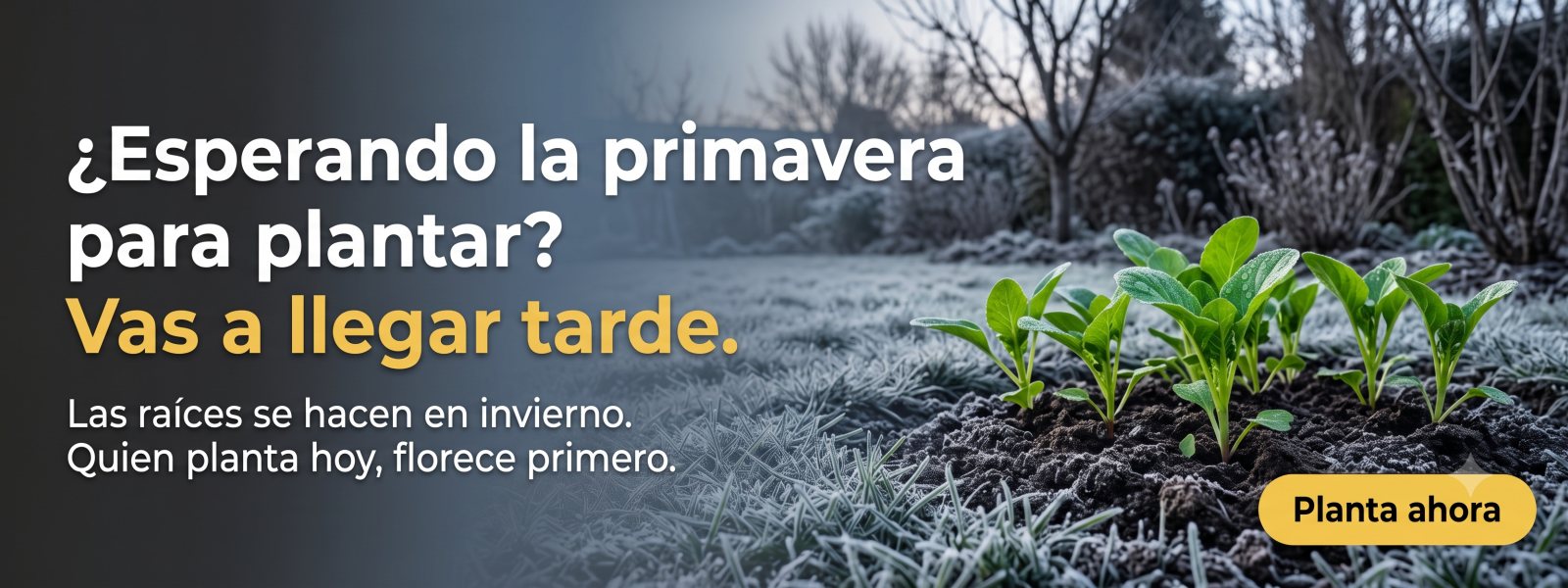Plantar en invierno: las raíces se establecen antes de la primavera — Vivero Roelplant